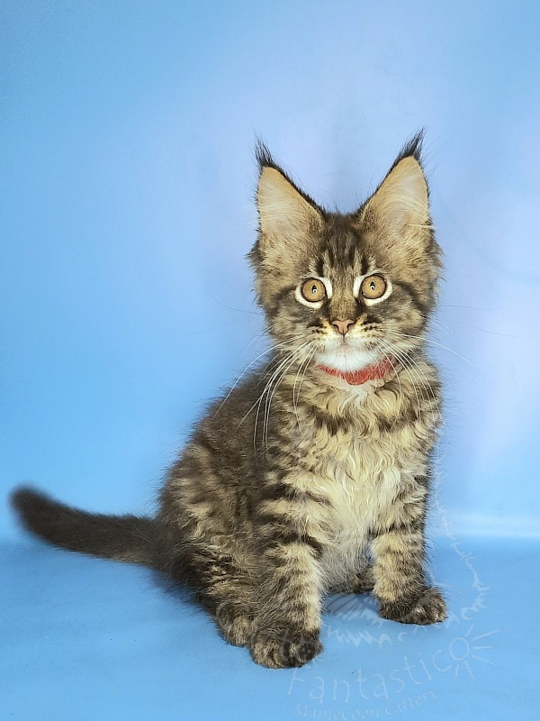 Gatto Fantastico Galaxy Queen - Кошеня мейн-кун 2 місяця 2 тижні