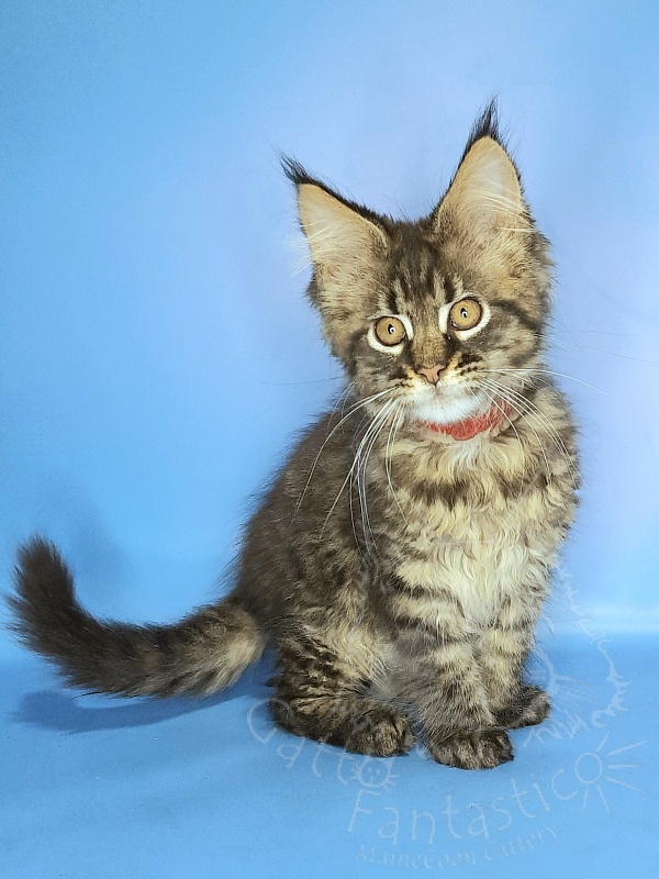 Gatto Fantastico Galaxy Queen - Кошеня мейн-кун 2 місяця 2 тижні