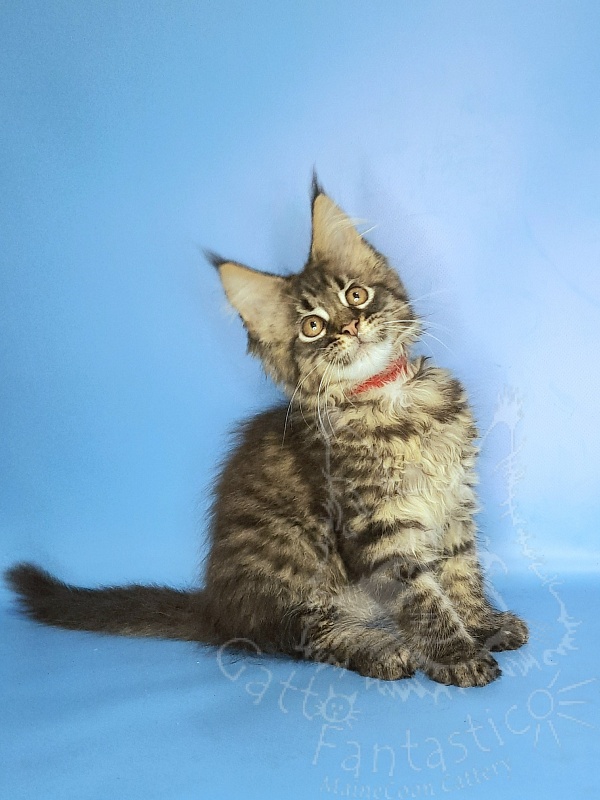 Gatto Fantastico Galaxy Queen - Кошеня мейн-кун 2 місяця 2 тижні