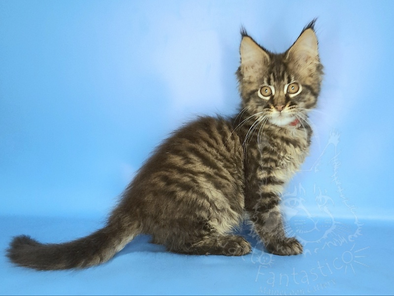 Gatto Fantastico Galaxy Queen - Кошеня мейн-кун 2 місяця 2 тижні