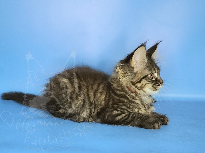 Gatto Fantastico Galaxy Queen - Кошеня мейн-кун 2 місяця 2 тижні