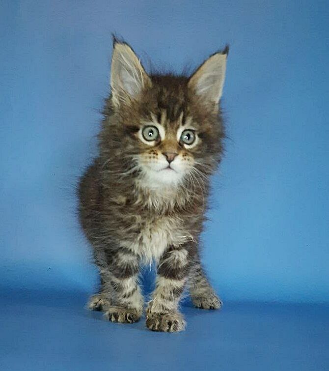 Gatto Fantastico Marinello - Кошеня мейн-кун 2,5 тижні