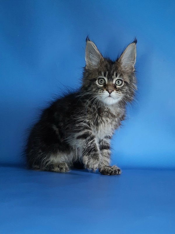 Gatto Fantastico Marinello - Кошеня мейн-кун 1 місяць 1,5 тиждень