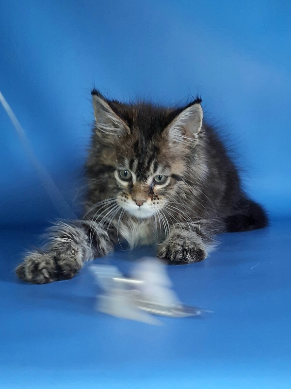 Gatto Fantastico Marinello - Кошеня мейн-кун 1 місяць 1,5 тиждень