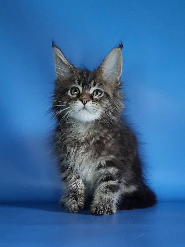 Gatto Fantastico Marinello - Кошеня мейн-кун 1 місяць 1,5 тиждень