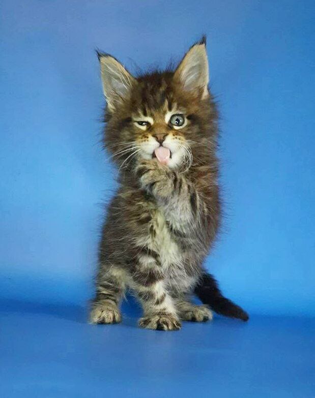 Gatto Fantastico Marinello - Кошеня мейн-кун 2,5 тижні