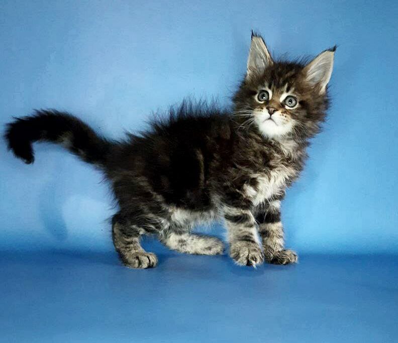 Gatto Fantastico Marinello - Кошеня мейн-кун 2,5 тижні
