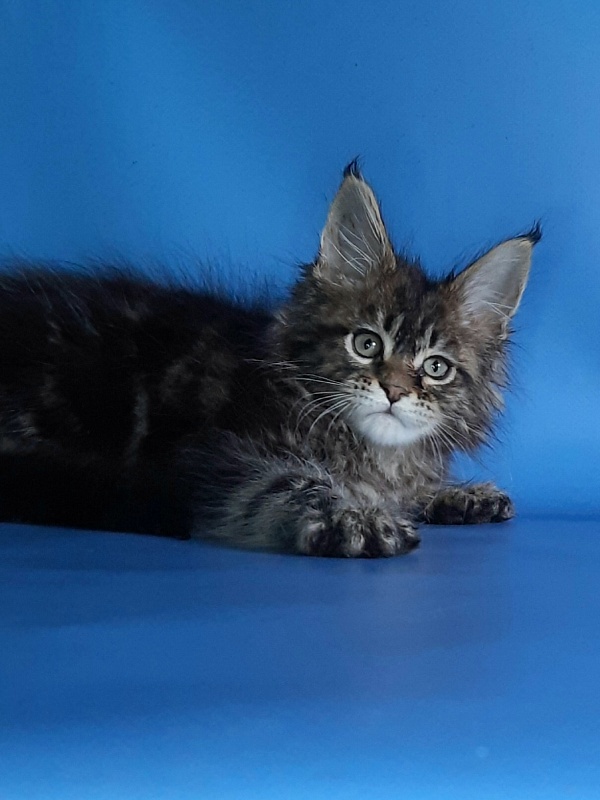 Gatto Fantastico Marinello - Кошеня мейн-кун 1 місяць 1,5 тиждень