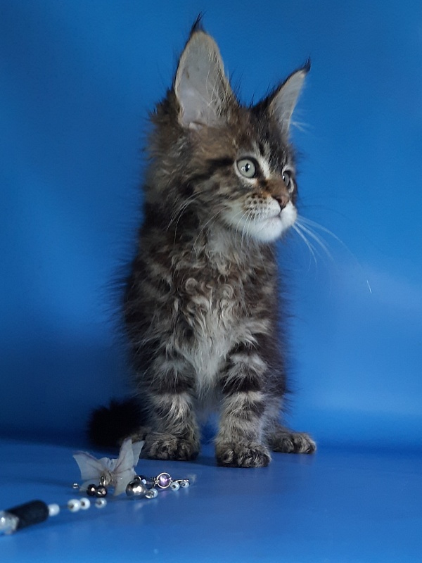 Gatto Fantastico Marinello - Кошеня мейн-кун 1 місяць 1,5 тиждень