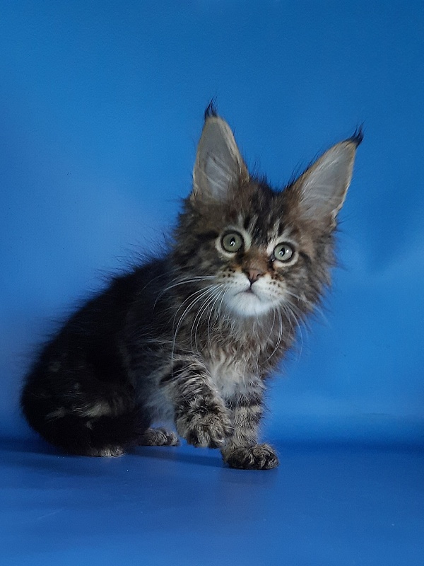 Gatto Fantastico Marinello - Кошеня мейн-кун 1 місяць 1,5 тиждень