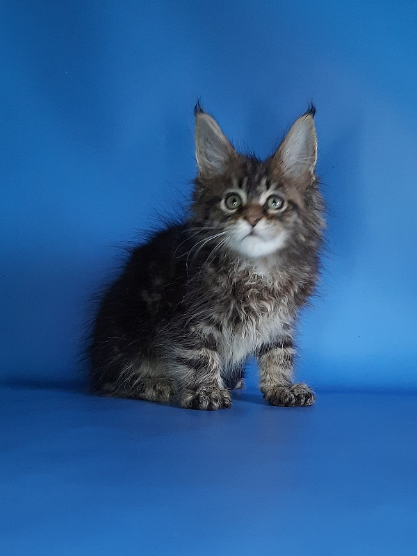Gatto Fantastico Marinello - Кошеня мейн-кун 1 місяць 1,5 тиждень
