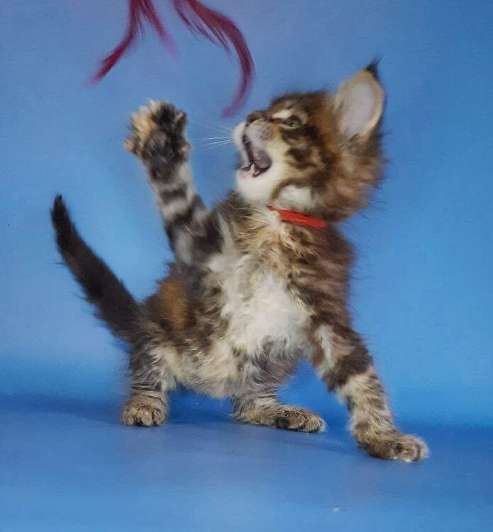 Gatto Fantastico Marisol Reina - Кошеня мейн-кун 2,5 тижні