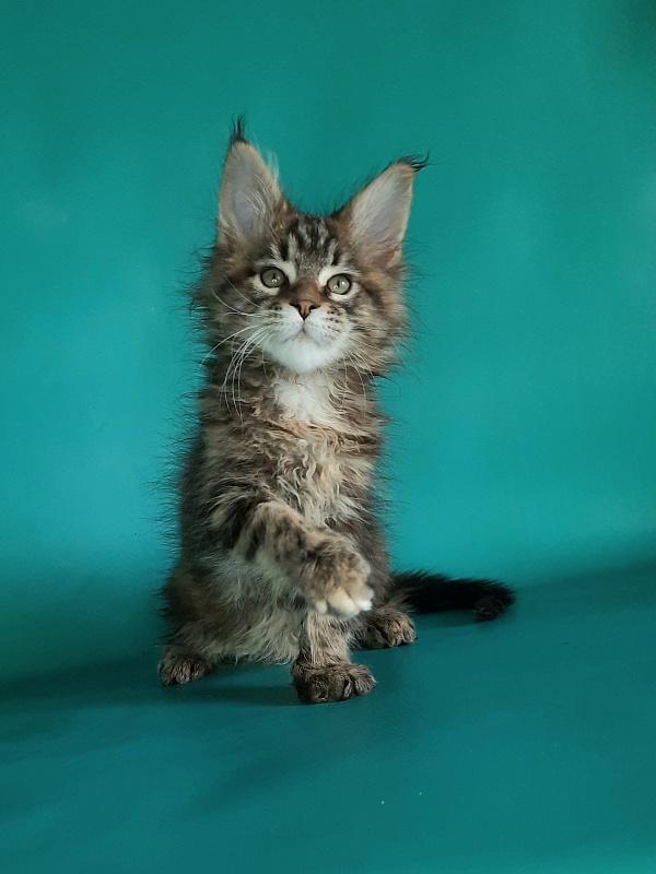 Gatto Fantastico Marisol Reina - Кошеня мейн-кун 1 місяць 2 тижні
