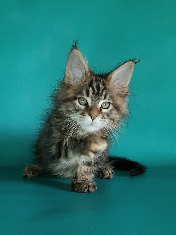 Gatto Fantastico Marisol Reina - Кошеня мейн-кун 1 місяць 2 тижні