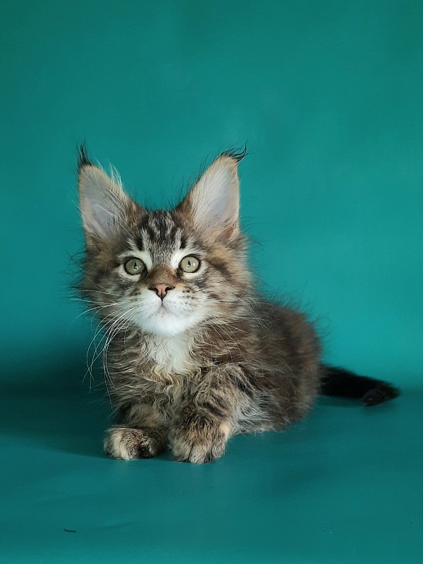 Gatto Fantastico Marisol Reina - Кошеня мейн-кун 1 місяць 2 тижні
