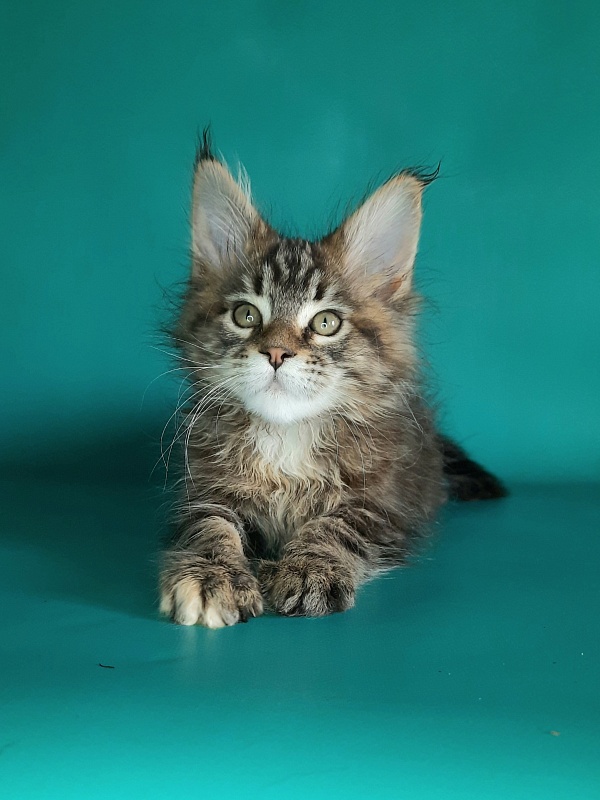 Gatto Fantastico Marisol Reina - Кошеня мейн-кун 1 місяць 2 тижні