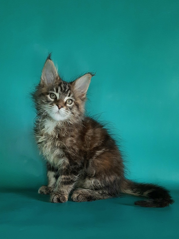 Gatto Fantastico Marisol Reina - Кошеня мейн-кун 1 місяць 2 тижні