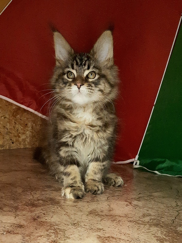 Gatto Fantastico Marisol Reina - Кошеня мейн-кун 1 місяць 4 тижні