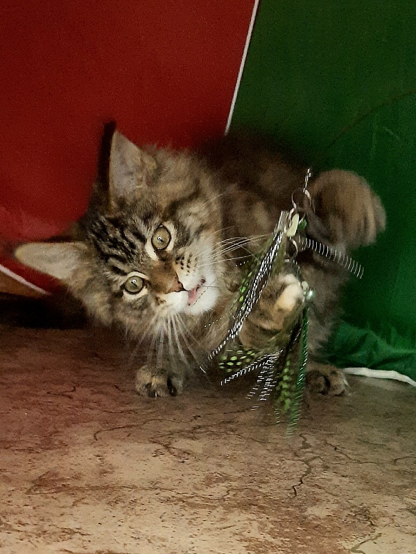 Gatto Fantastico Marisol Reina - Кошеня мейн-кун 1 місяць 4 тижні