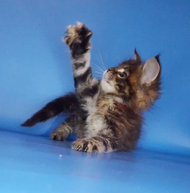 Gatto Fantastico Marisol Reina - Кошеня мейн-кун 2,5 тижні