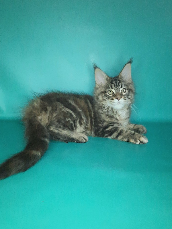 Gatto Fantastico Marisol Reina - Кошеня мейн-кун 2 місяця 0,5 тижнів