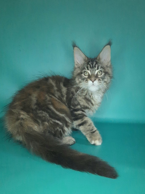 Gatto Fantastico Marisol Reina - Кошеня мейн-кун 2 місяця 0,5 тижнів