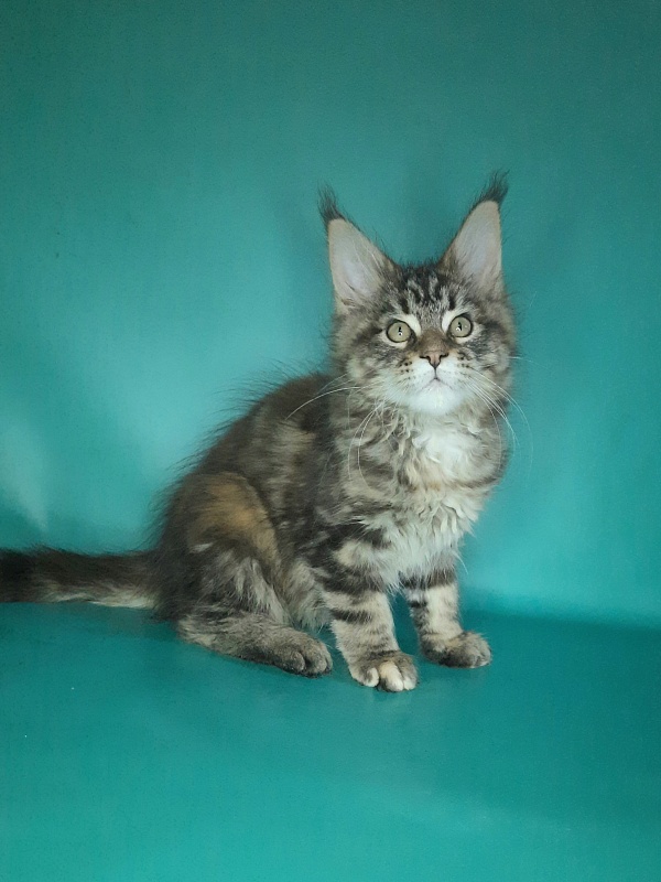 Gatto Fantastico Marisol Reina - Кошеня мейн-кун 2 місяця 0,5 тижнів