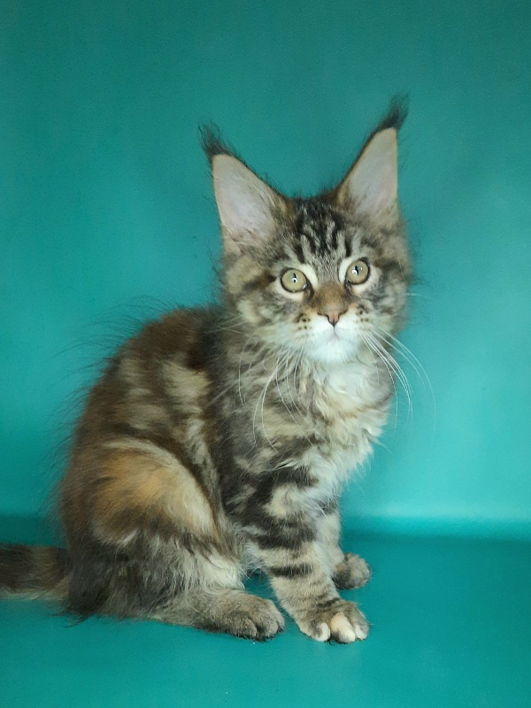 Gatto Fantastico Marisol Reina - Кошеня мейн-кун 2 місяця 0,5 тижнів