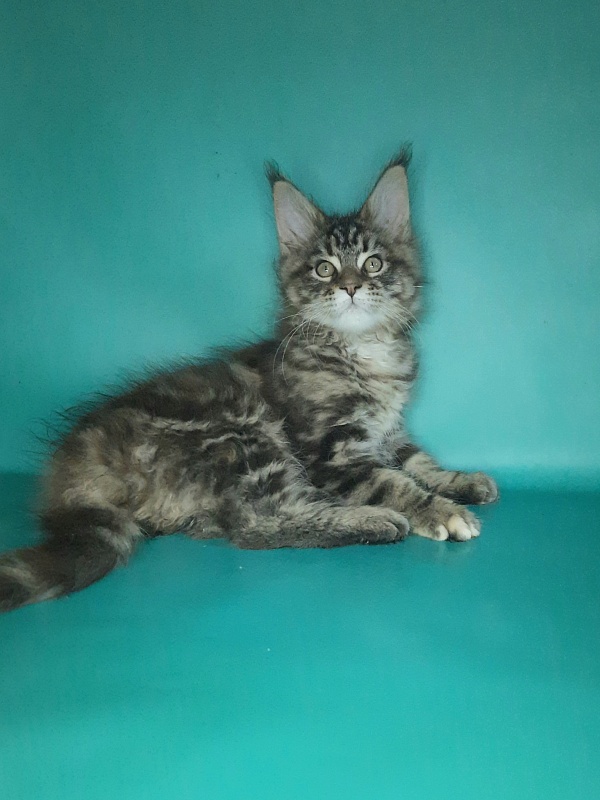 Gatto Fantastico Marisol Reina - Кошеня мейн-кун 2 місяця 0,5 тижнів