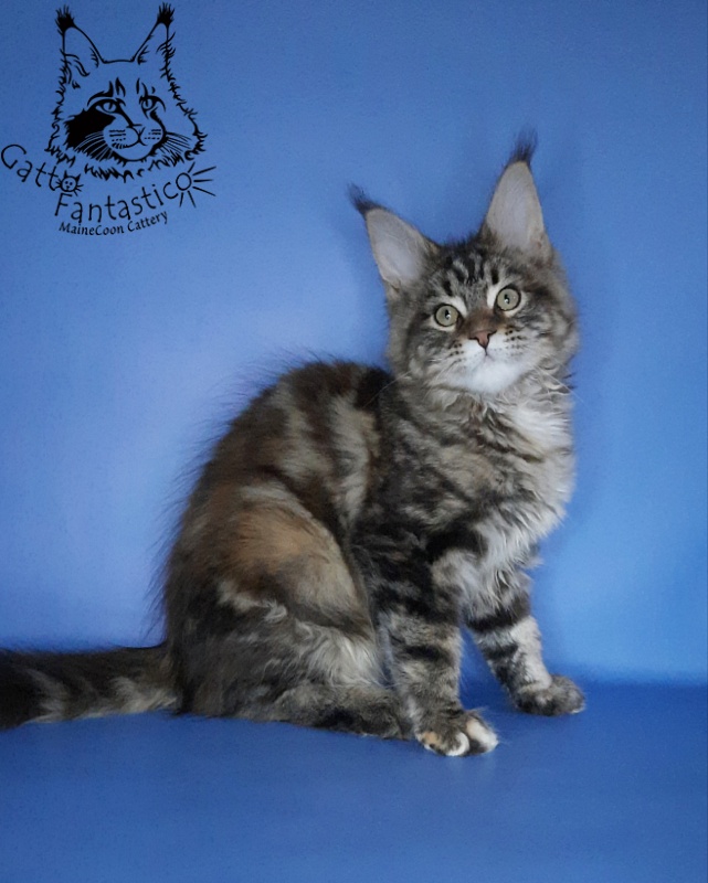 Gatto Fantastico Marisol Reina - Кошеня мейн-кун 2 місяця 3 тижні