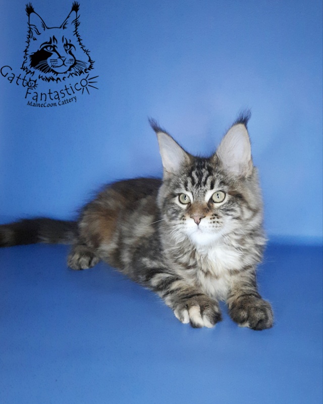 Gatto Fantastico Marisol Reina - Кошеня мейн-кун 2 місяця 3 тижні