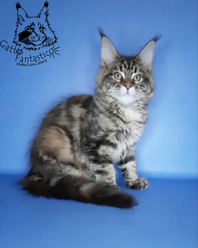 Gatto Fantastico Marisol Reina - Кошеня мейн-кун 2 місяця 3 тижні