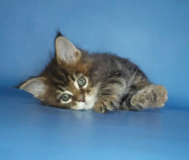 Gatto Fantastico Marisol Reina - Кошеня мейн-кун 2,5 тижні