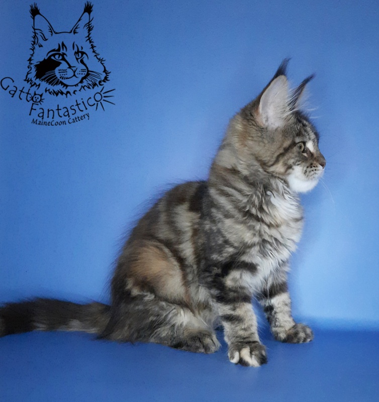 Gatto Fantastico Marisol Reina - Кошеня мейн-кун 2 місяця 3 тижні