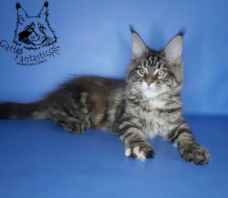 Gatto Fantastico Marisol Reina - Кошеня мейн-кун 2 місяця 3 тижні