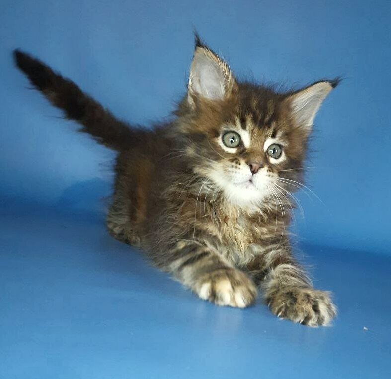 Gatto Fantastico Marisol Reina - Кошеня мейн-кун 2,5 тижні