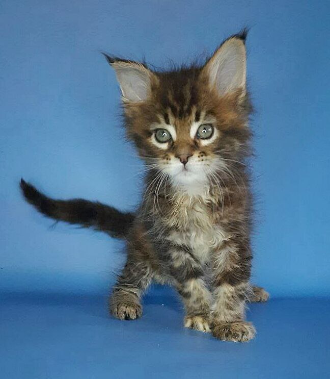 Gatto Fantastico Marisol Reina - Кошеня мейн-кун 2,5 тижні