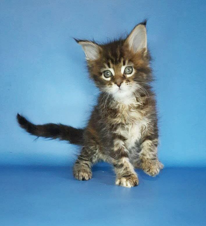 Gatto Fantastico Marisol Reina - Кошеня мейн-кун 2,5 тижні