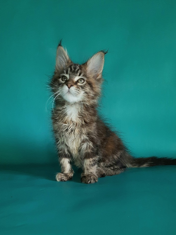 Gatto Fantastico Marisol Reina - Кошеня мейн-кун 1 місяць 2 тижні