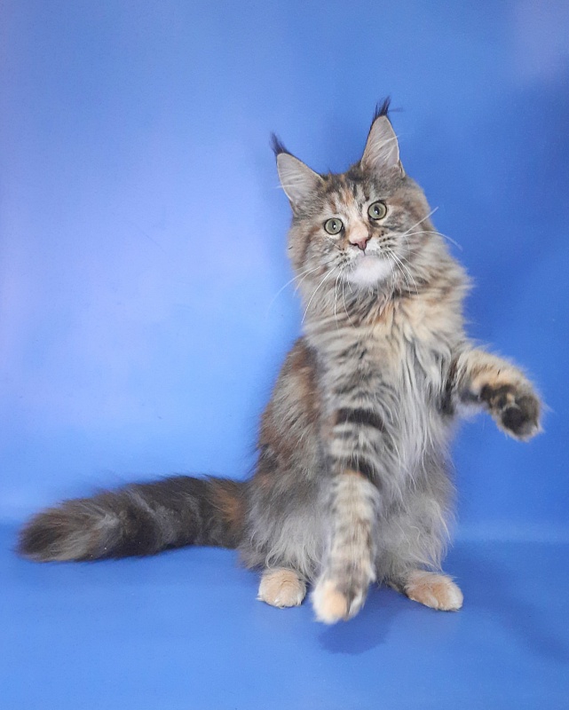 Gatto Fantastico Milady - Юніор мейн-кун 8 місяців 2,5 тижні