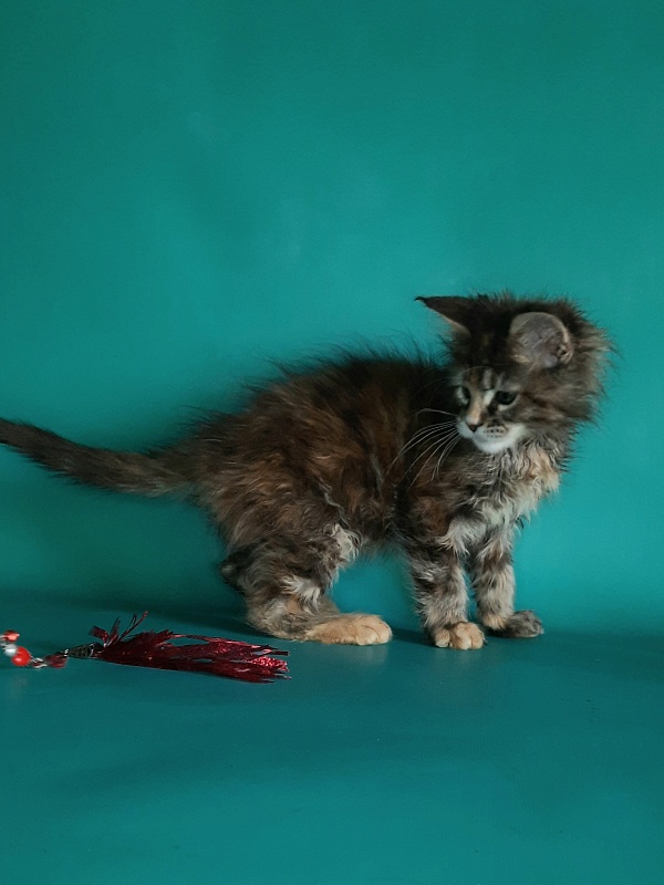 Gatto Fantastico Milady - Кошеня мейн-кун 1 місяць 2 тижні