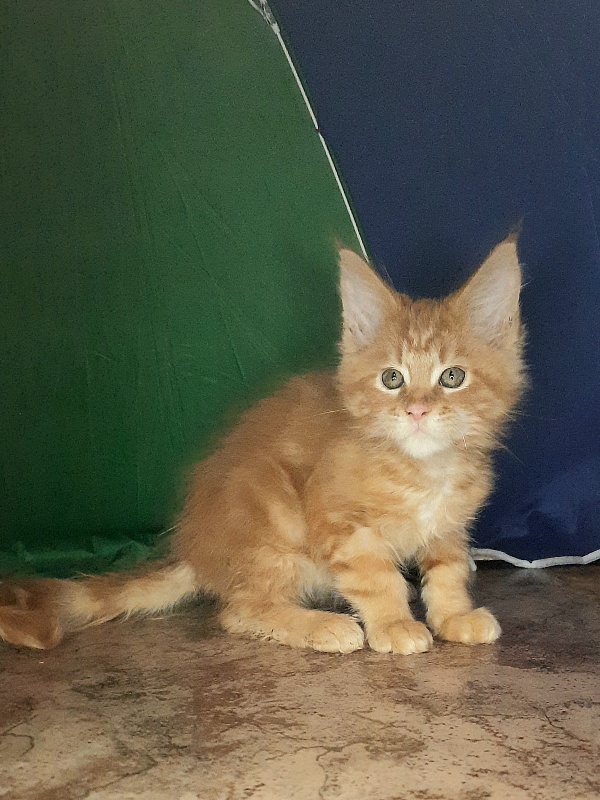 Gatto Fantastico Mandarin - Кошеня мейн-кун 1 місяць 4 тижні