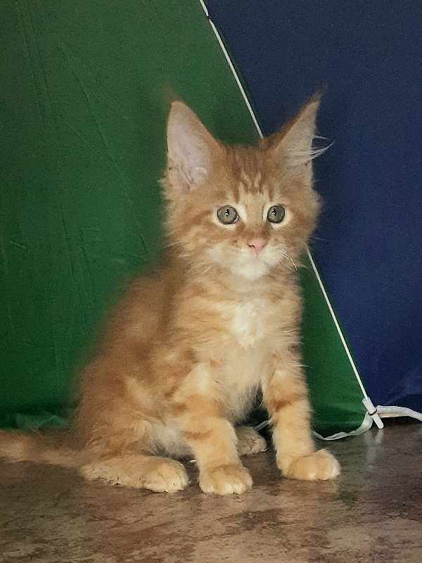 Gatto Fantastico Mandarin - Кошеня мейн-кун 1 місяць 4 тижні