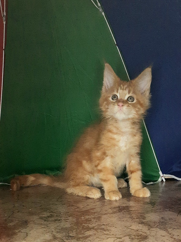 Gatto Fantastico Mandarin - Кошеня мейн-кун 1 місяць 4 тижні