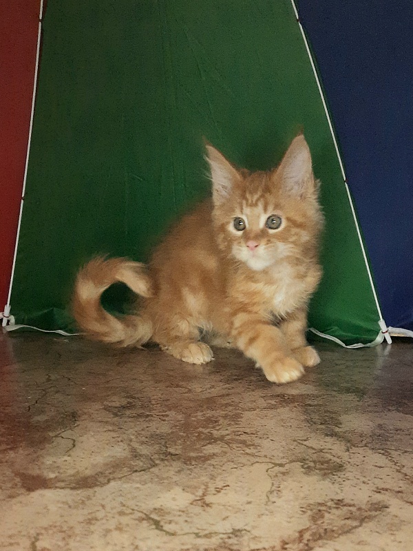 Gatto Fantastico Mandarin - Кошеня мейн-кун 1 місяць 4 тижні
