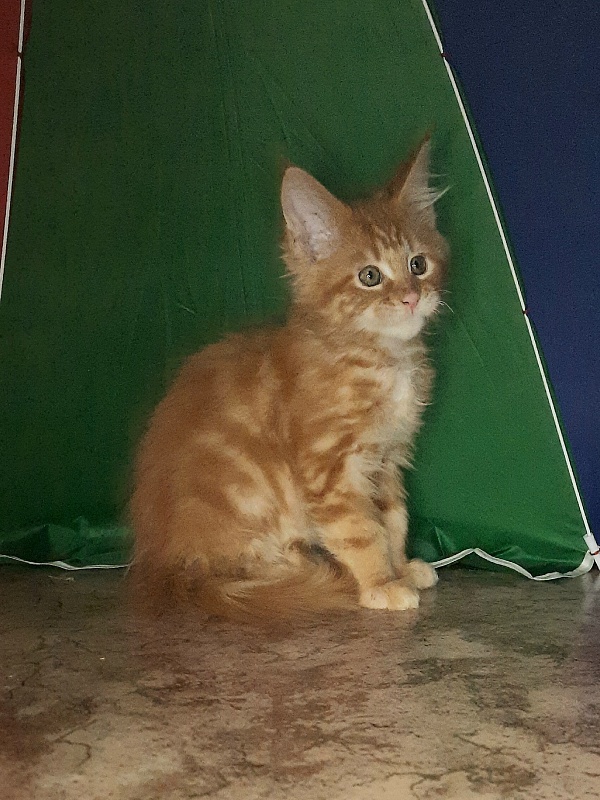 Gatto Fantastico Mandarin - Кошеня мейн-кун 1 місяць 4 тижні