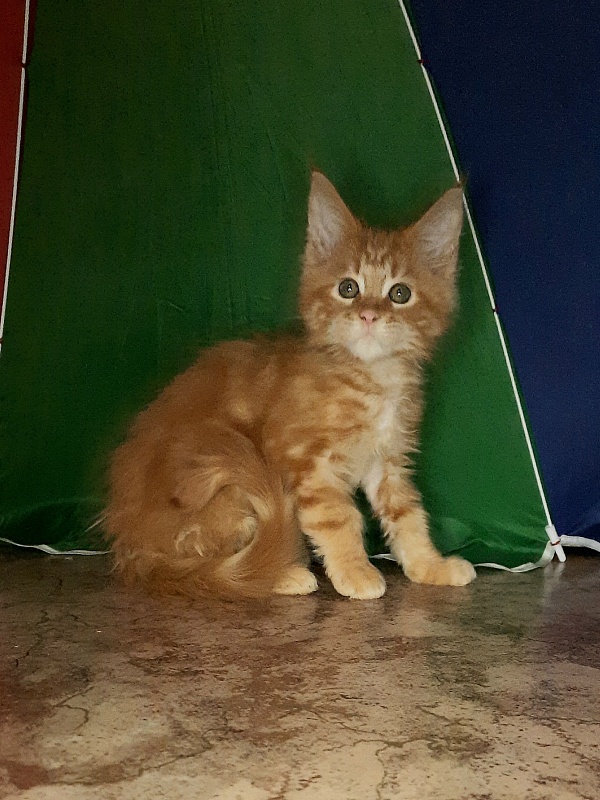 Gatto Fantastico Mandarin - Кошеня мейн-кун 1 місяць 4 тижні