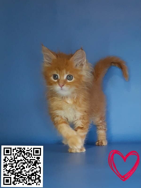 Gatto Fantastico Mia - Кошеня мейн-кун 2,5 тижні