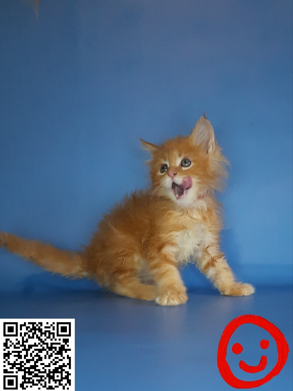 Gatto Fantastico Mia - Кошеня мейн-кун 2,5 тижні