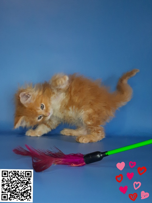 Gatto Fantastico Mia - Кошеня мейн-кун 2,5 тижні